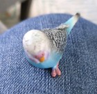 Schleich 14409 - Blue Budgie   Budgerigar Bird  Rare  Retired Model  Gently Used