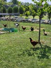     barnyard Mix - 12 Fertile Chicken Hatching Eggs     Brahma Rooster Mix             