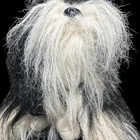 Animal Alley Shih Tzu Long Hair Black   White Dog Puppy Bows 12  Plush Toys R Us