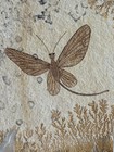 Dragonfly Fossil     hexagenites Cellulosus     From Solnhofen  Germany 
