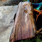 Large 60  Pound Piece Of Petrifiedwood Fossils  From Oregon