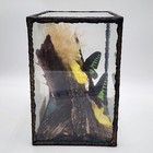Vintage Butterfly Taxidermy Diorama Glass