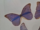 Vintage Real Framed Butterfly Blue Morpho Specimen Taxidermy 1988 Signed 