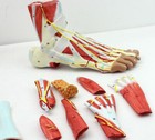 1 1 Muscles Of Foot With Main Vessels Nerves Human Body Muscle Anatomical Model