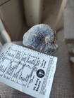 6 Vintage Fossil Specimen Collection Lot  Exqusite Fossilized Marine Mollusks 