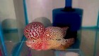 1 Male-live Aquarium Flowerhorn Fish High Quality - Flowerhorn Super Red Dragon