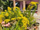 Ancient Dendrobium Orchid  Thai Name    golden Thousand Chang   