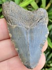 Natural Beautiful 2 00    Megalodon Tooth Fossil Shark Teeth