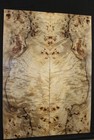 Poplar Burl Book Matched Guitar Top   Personal Stash  Stunning Set 