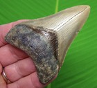 3 48     Megalodon Shark Tooth Real Fossil Sharks Teeth No Restorations