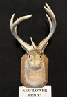 Sale 8 Pt  Jackalope Real Antlers   Rabbit Home Decor Gifts Taxidermy  Oddity