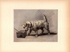 Antique Sealyham Terrier Print C1910 Maud Earl Sealyham Terrier Wall Art 5015h