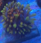 Fruity Pebbles St Thomas Mushroom