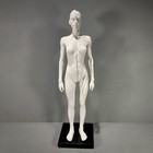 Anatomical Female Medical Model With Muscles  Pure White