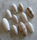 Beautiful Pattern Natural Sea Shell Art Craft From Japan