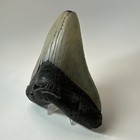 Megalodon Shark Tooth 5 33 Inch - Serrated - Wide Fossil - Authentic 19593