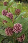 Seeds  Common Milkweed