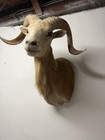 Taxidermy Corsican Ram Blonde red