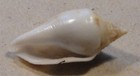 Strombus Fragilis 22mm Guam