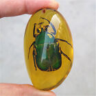 Beautiful Amber Beetle Fossil Insects Manual Polishing  