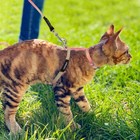 Cat Harness With Leash And Collar Set  Adjustable H-shaped Kitten Harness Escape