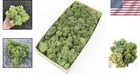 Versatile Preserved Reindeer Moss For Table Decor     Perfect For Holidays   More