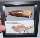 Spinosaurus Spinosaur Fossil Dinosaur Restored Tooth Lot 2 7 In One Per Order