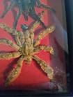 Stromatopelma Calceatum And  Chromatopelma Cyaneopubescens Tarantula Display