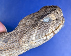 Western Rattlesnake Head Closed Mouth Display Craft Taxidermy Freeze Dried  3164