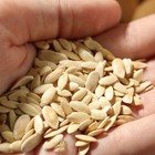 15  Seeds Merlin Cucumber Easy Vegetable Garden Planting Edible