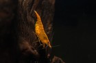 20x Orange Sunkist Neocaridina Shrimp     Freshwater Aquarium Live     Free Shipping