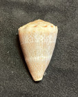 Conidae Conus Encaustus 31 8mm Marquesas