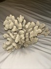 Large Natural Off White Sea Coral Cluster  13 25   x8   x8     Large Piece   6 6 Pound