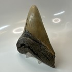 Megalodon Shark Tooth 5 43 Inch - Serrated - Huge Fossil - Authentic 20392
