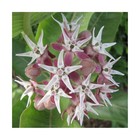 Seed Needs Showy Milkweed Seeds For Planting - Untreated   Open Pollinated  A   