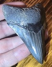Rare Lower Megalodon Tooth  Smoky Colors  Authentic Prehistoric Shark Fossil  