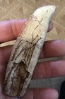 Trex Complete Tooth Fossil Replica Jurassic 5  Arround Curve