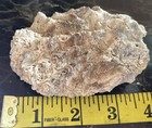 Florida Fossil Pliocene Oyster Shell  4   