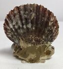 Antique Victorian Seashell Shell   Bisque Figure Folk Art  Souvenir