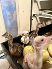 4 Rhea Eggs For Hatching