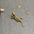 Tabletop Figurine Brass Lizard Animal Statue Sculpture Home Decor Gift