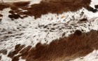 100  New Cowhide Rugs Area Cow Skin Leather  53  X 53   Cow Hide Sa-1157