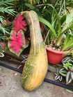 Seeds From Puerto Rico  Organic  Non-gmo  Sofrito  Garden  Hydroponic  Aji Dulce