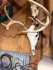 Whitetail Deer Skull European Mount     3d Printed   Shed Antler Adapter Kit