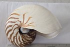 Nautilus Pompilious Tiger Real Sea Shell 7    X 5 5    X 3 5    Excellent Condition