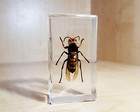 Giant Asian Hornet  Murder Hornet  Insect In Resin  Oddities  Vespa Ducalis