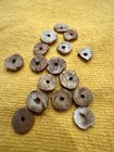 Lot Of 10 Prehistoric Shell Beads
