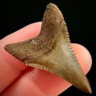 Lower Great White Shark Tooth 1 51  Megalodon Teeth Era Fossil Neogene