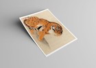Sitting Tiger 1777 Vintage Japanese Illustration -unframed- Art Print