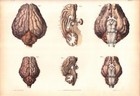 Antique 1844 Lithograph     Pl 19 Ox   Sheep Brain Anatomy   Text     Bourgery Rare